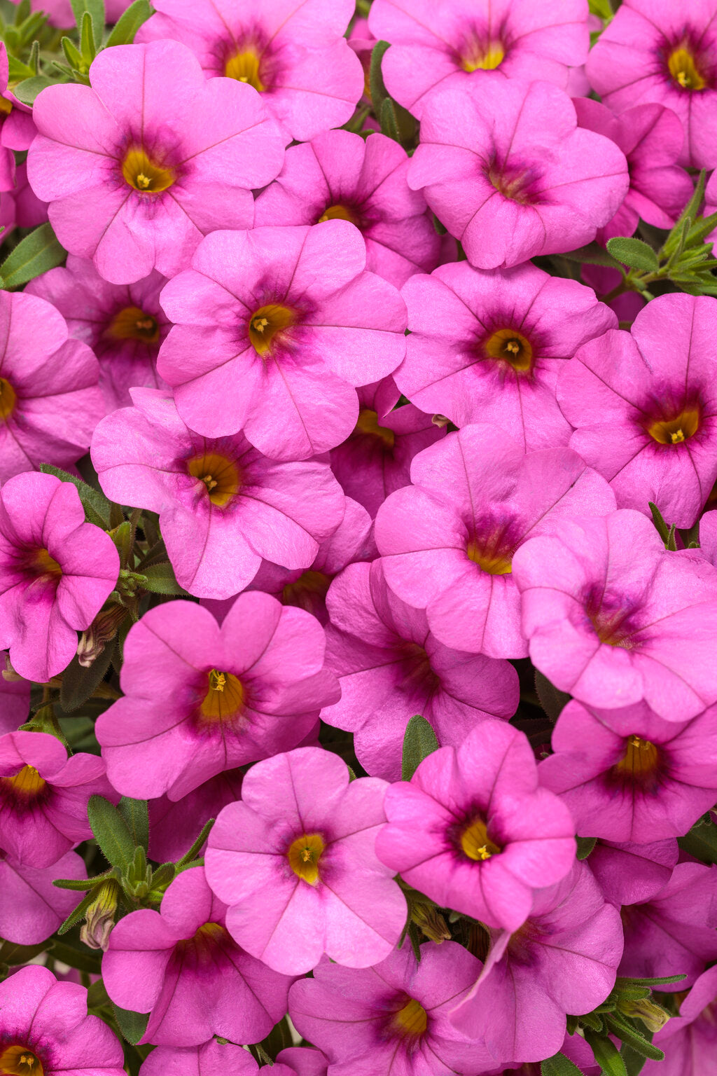 Superbells Pink Calibrachoa hybrid PW