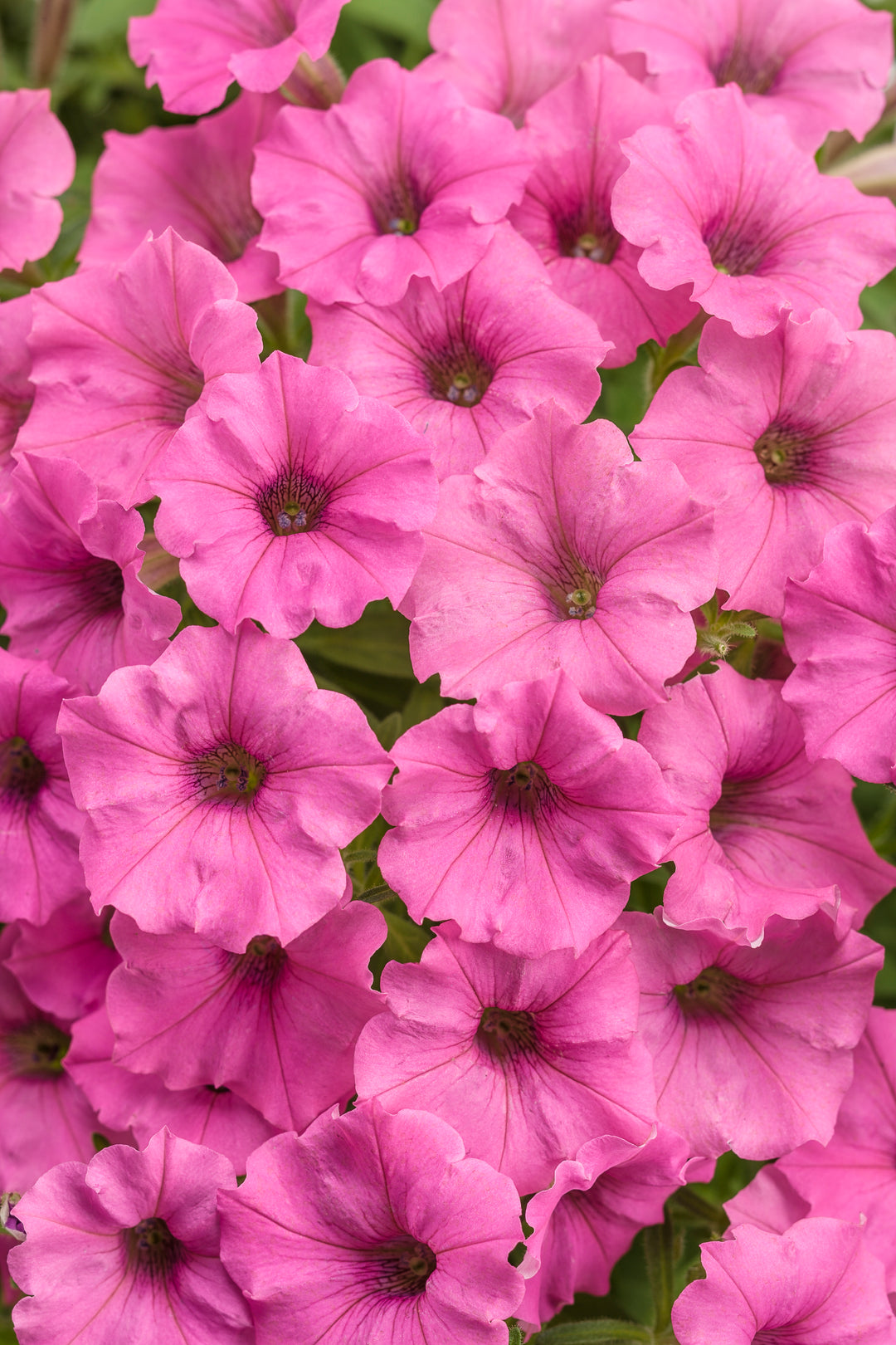 Supertunia Mini Vista Hot Pink