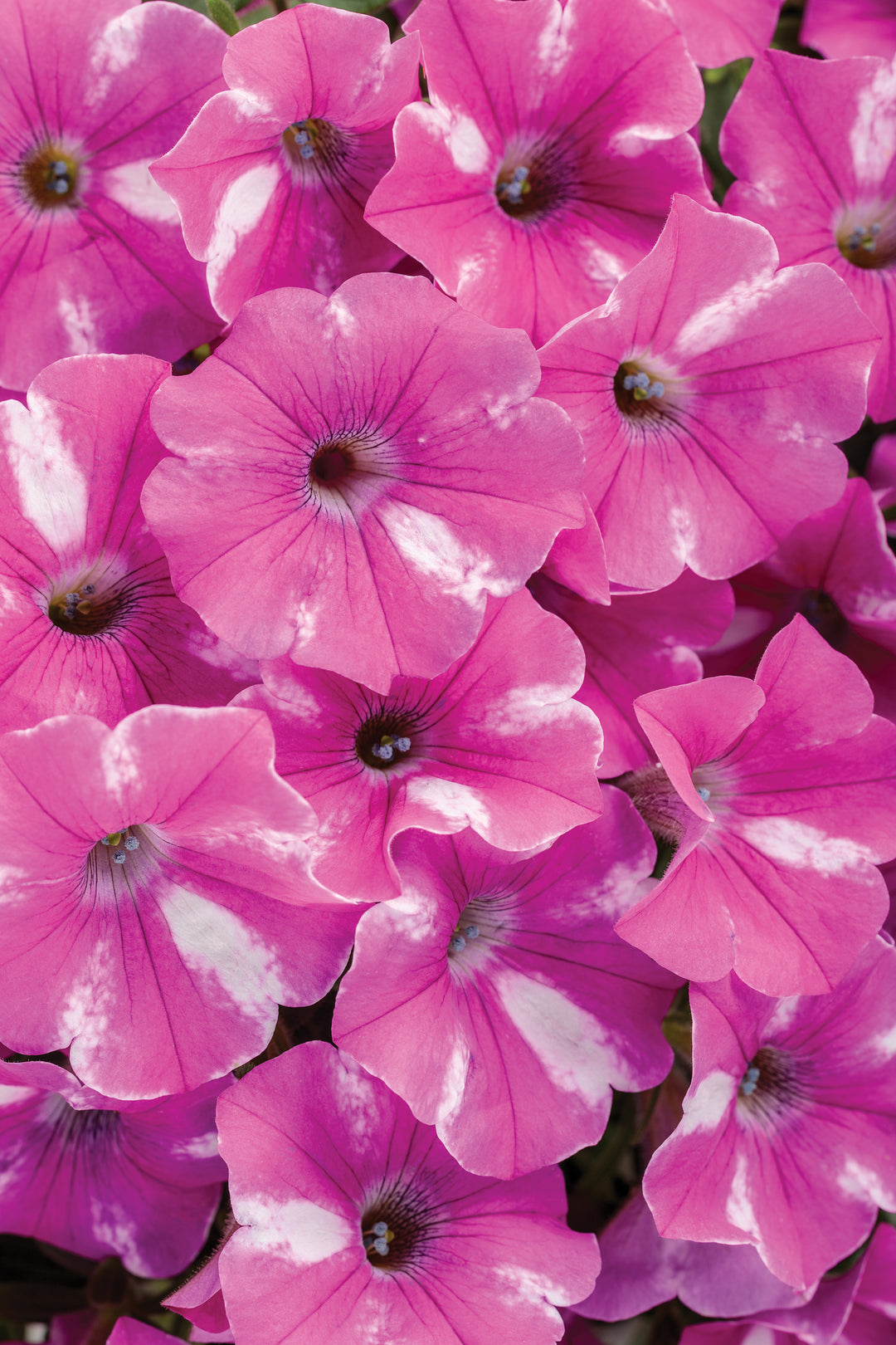 Supertunia Raspberry Rush PW