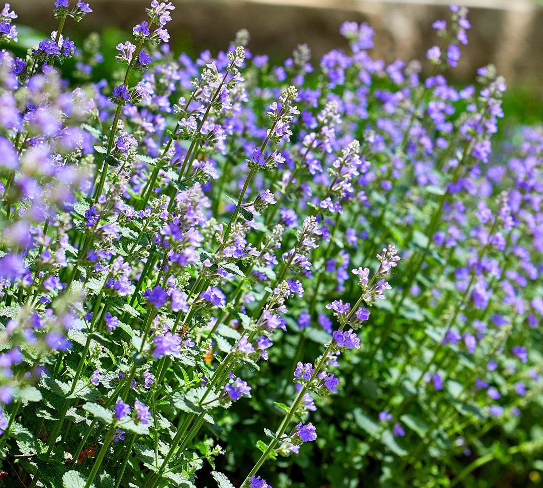 Catmint