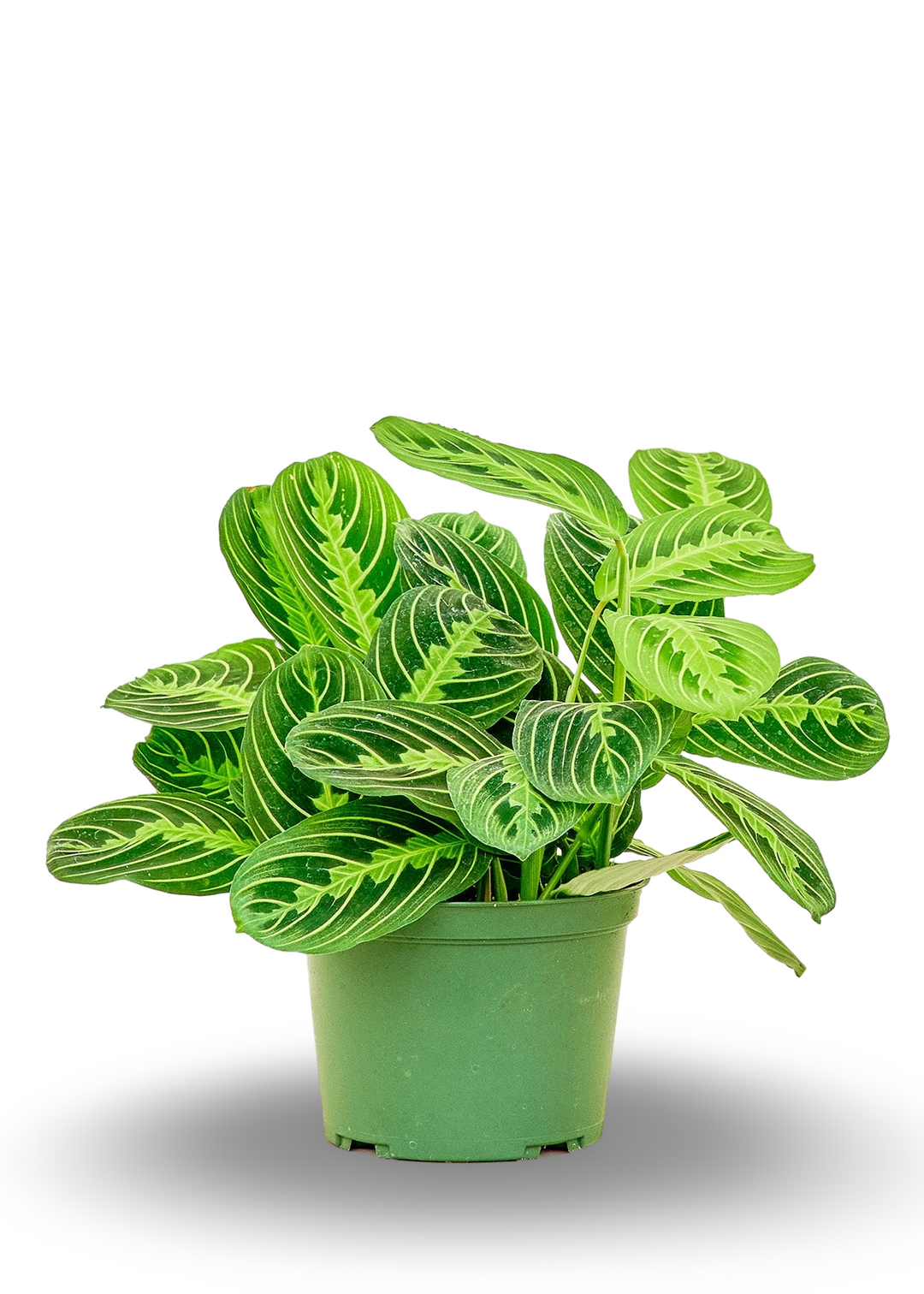 Maranta Lemon Lime