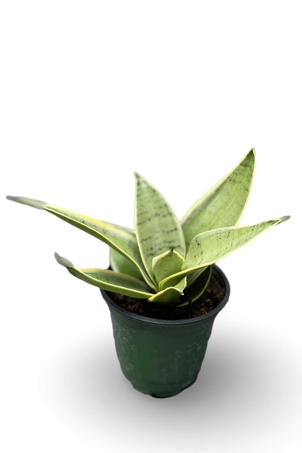 Sansevieria Hahnii Silver – Little Red Nursery, LLC