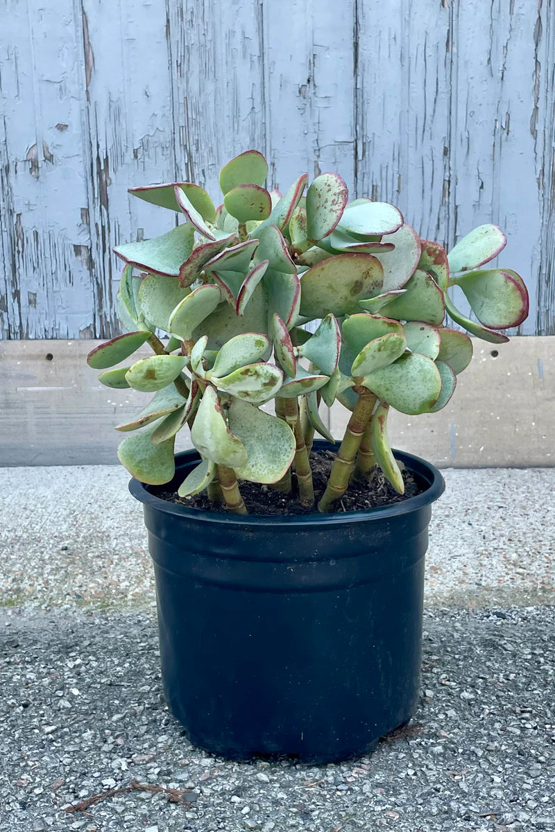 1 dollar succulents Jade Silver Dollar