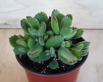 Bear Paw Succulent | Little Red Nursery, LLC
