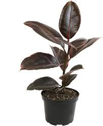 Ficus Burgundy Rubber Plant