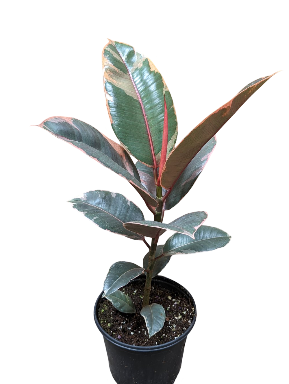 Ficus Ruby Rubber Plant