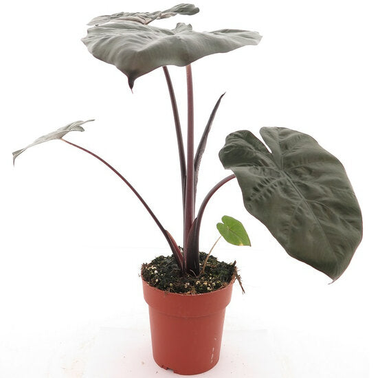 Alocasia Yukatan Princess