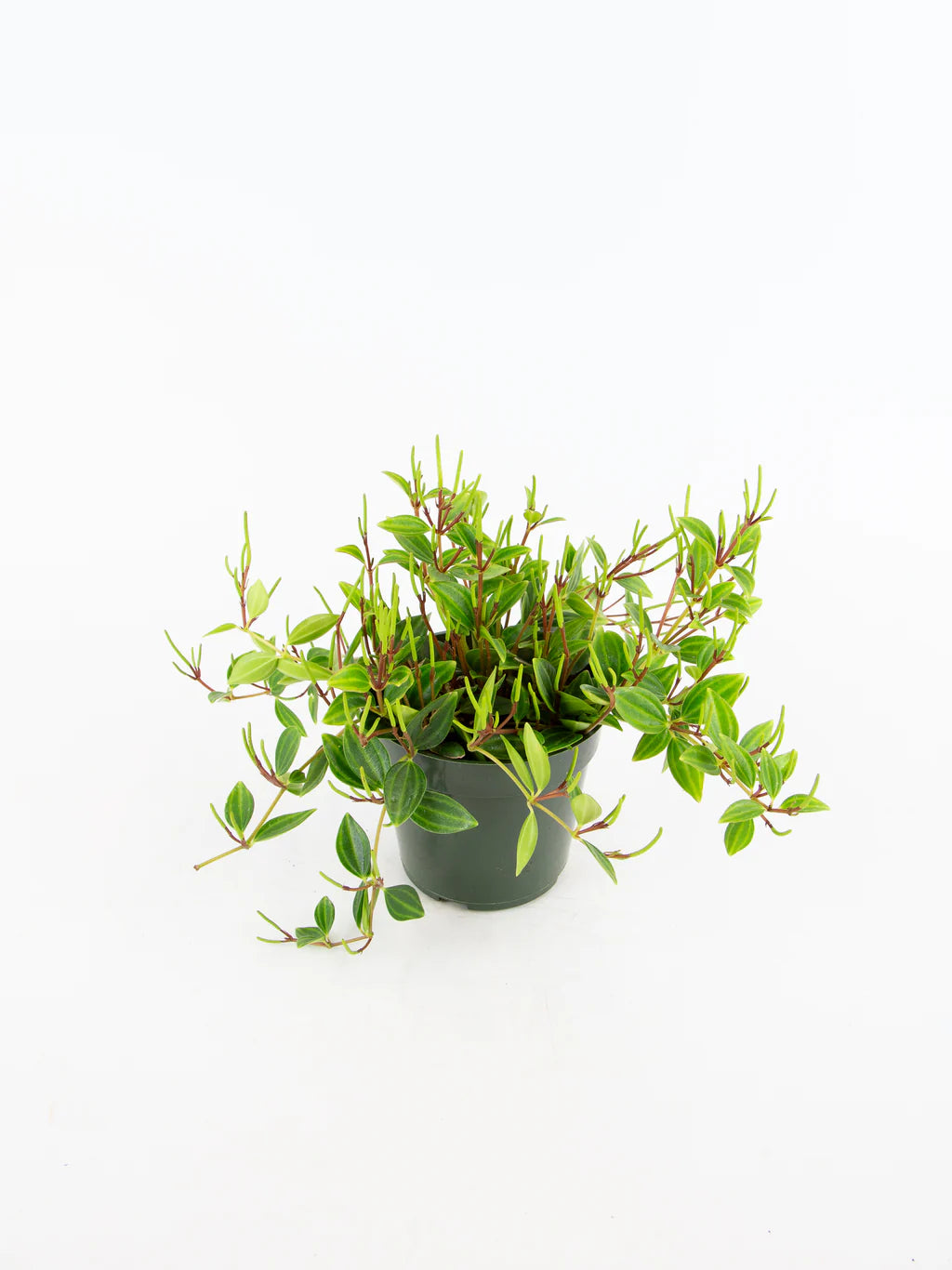 4" PEPEROMIA ANGULATA