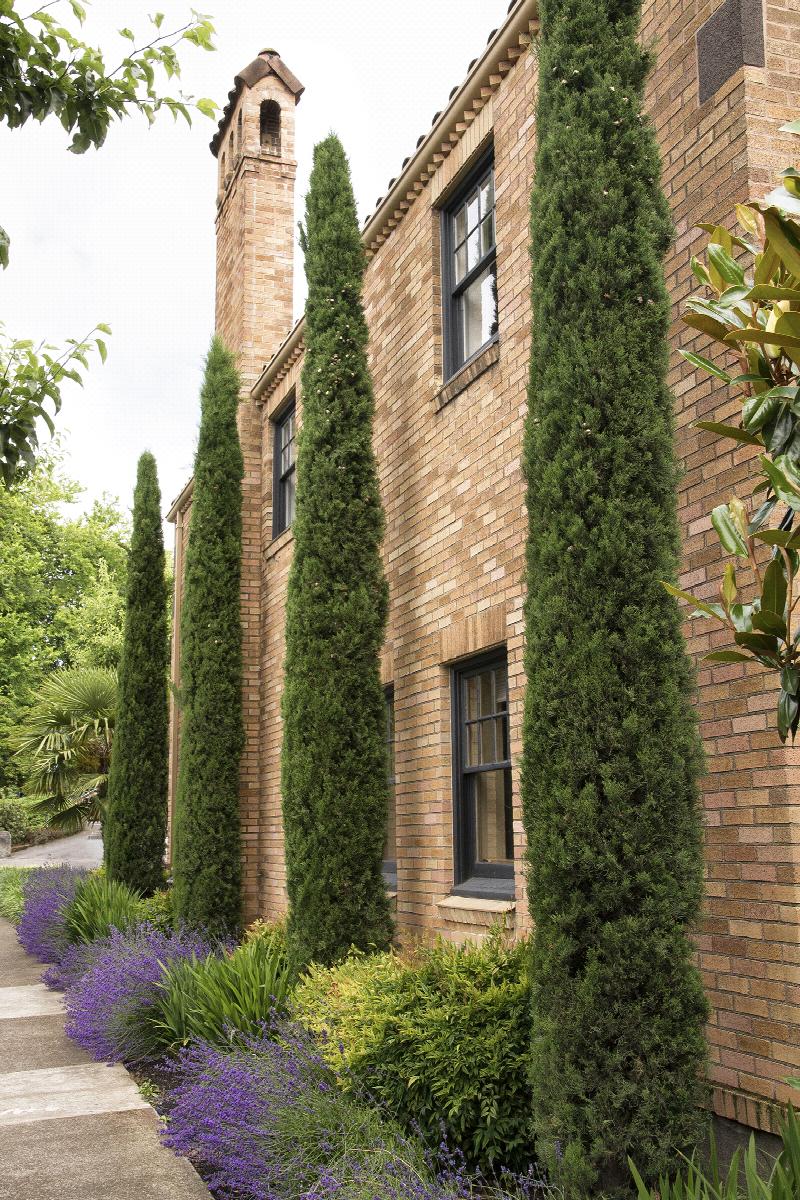 Italian Cypress