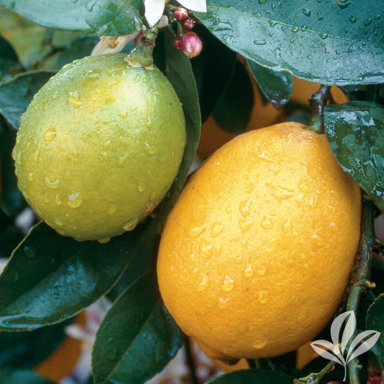 Lemon Tree 'Meyer' Lemon Improved