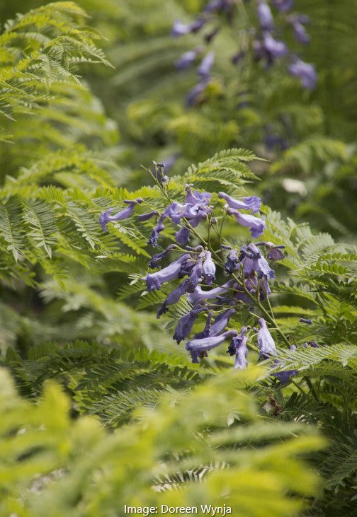 Bonsai Blue Jacaranda