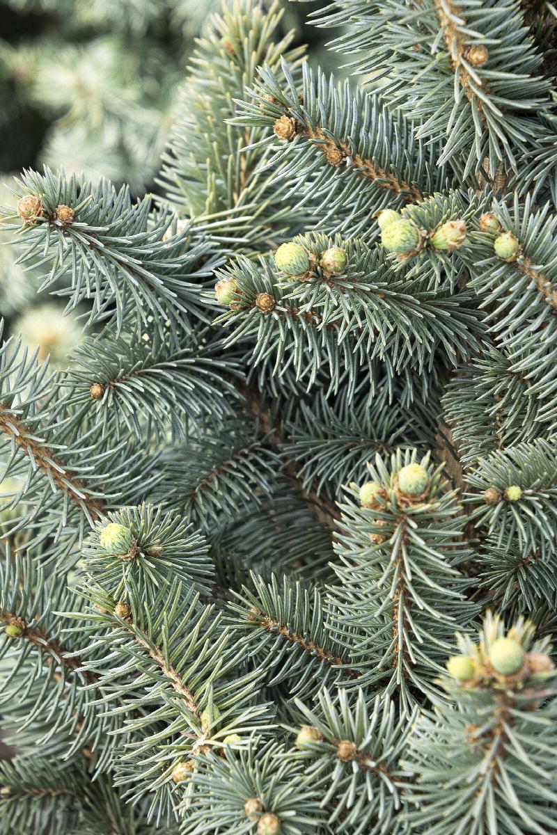 JeanGenie™ Colorado Blue Spruce