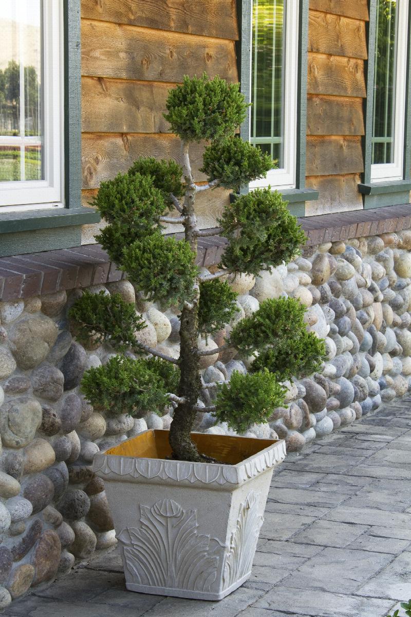 hollywood juniper bonsai tree San Jose Juniper 5 Gal Bonsai
