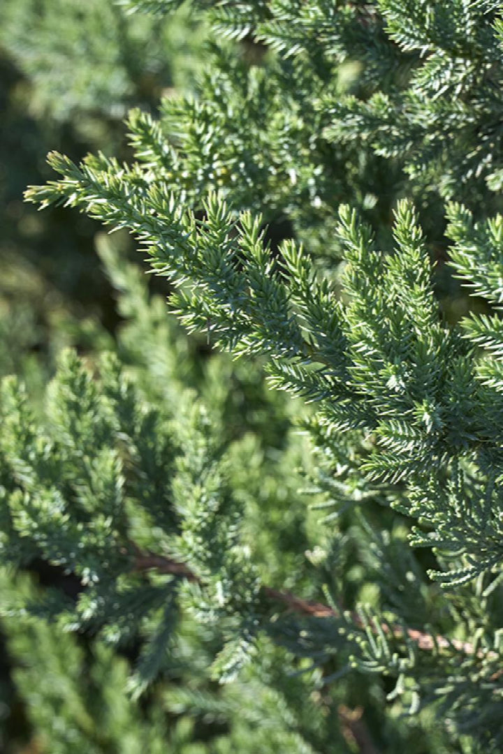 San Jose Juniper
