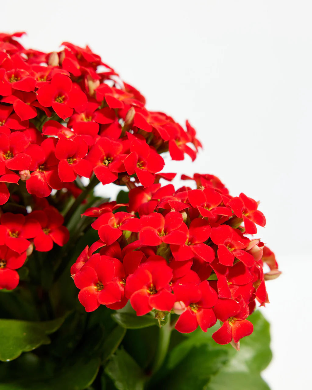 house plants kalanchoe KALANCHOE ASST