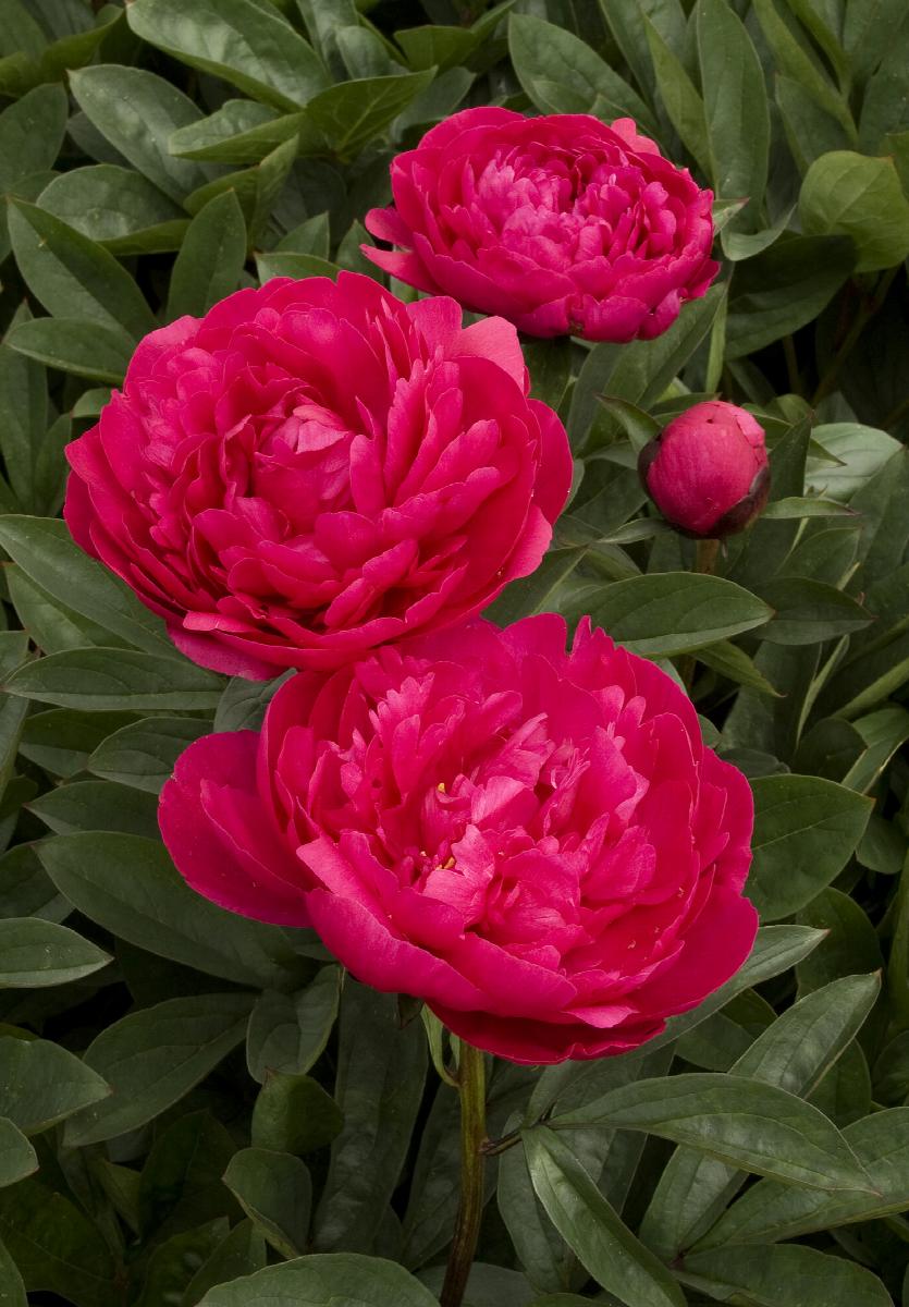 Kansas Double Peony