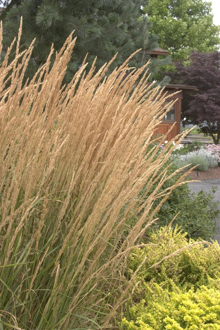 Foerster's Feather Reed Grass