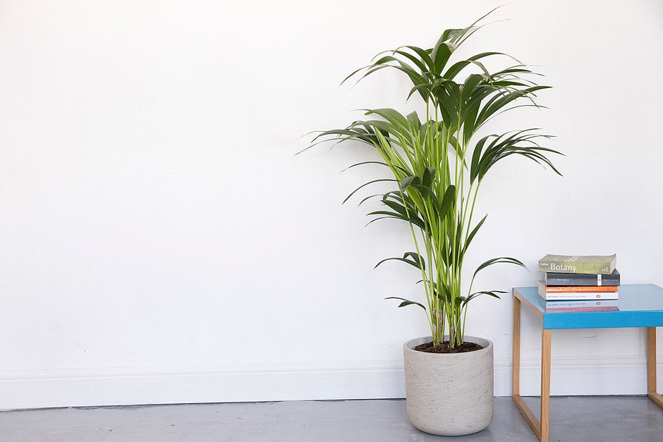Kentia Palm