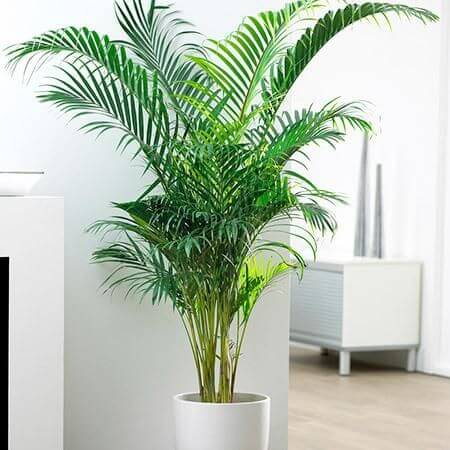 kentia palm plant Kentia (CA grown)