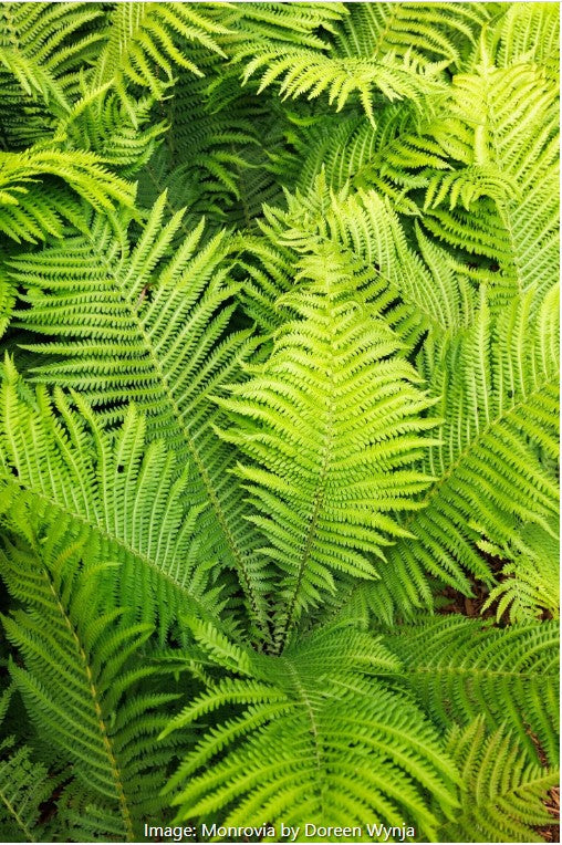 The King Ostrich Fern