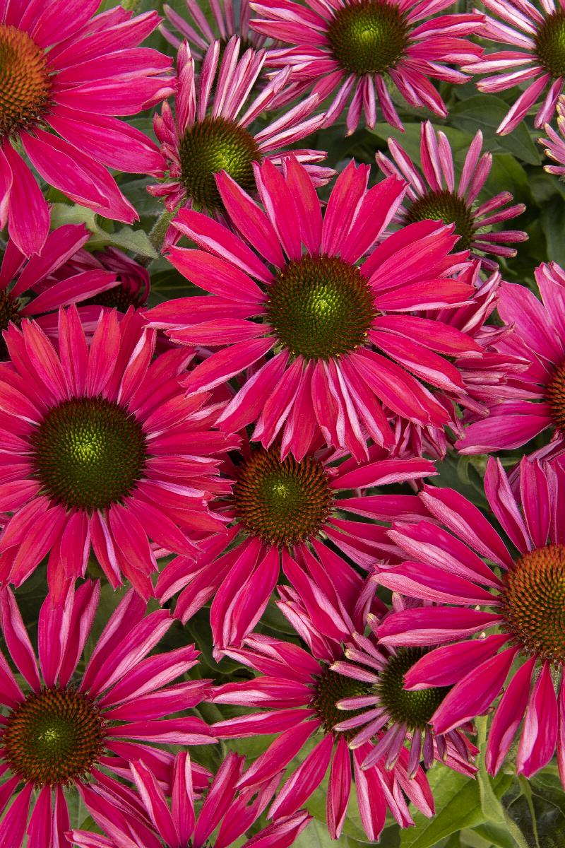 Kismet® Raspberry Coneflower