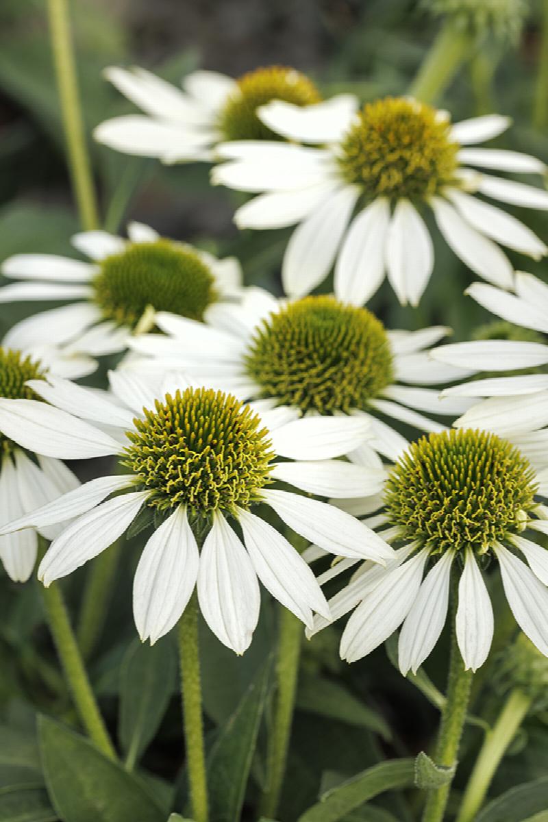 Kismet® White Coneflower