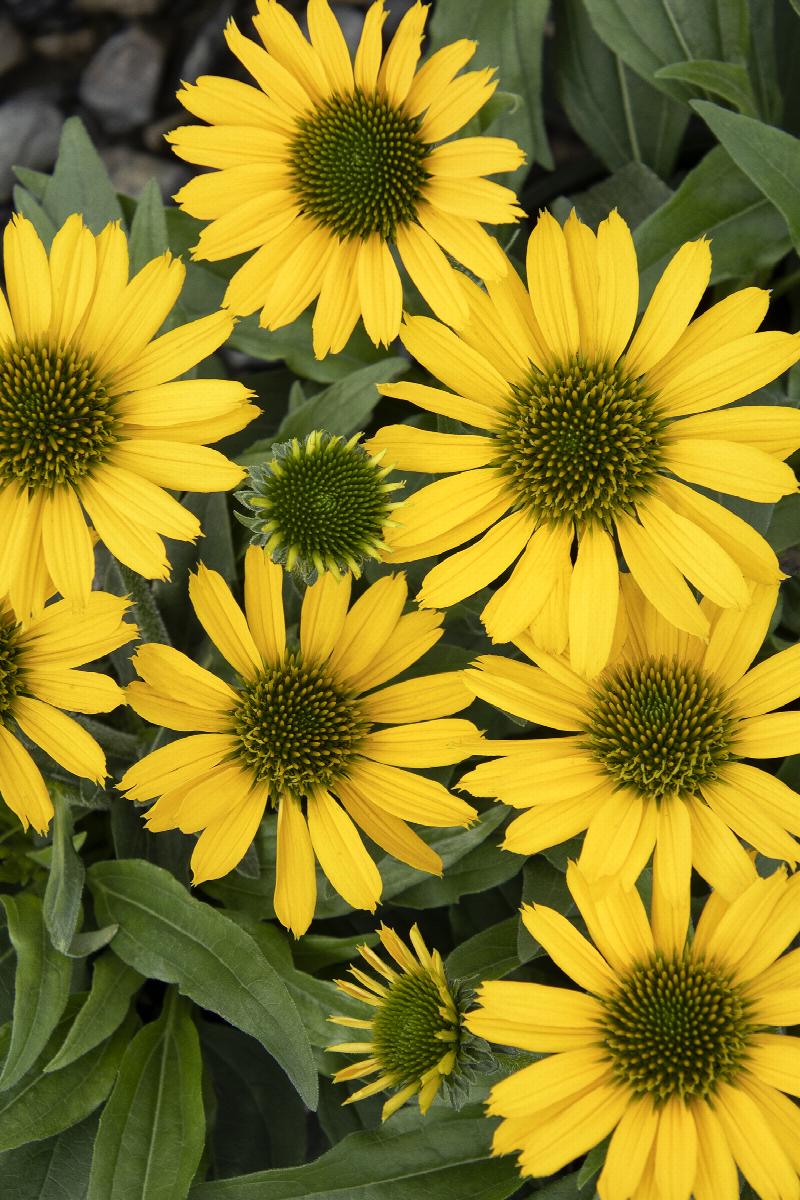 Kismet® Yellow Coneflower