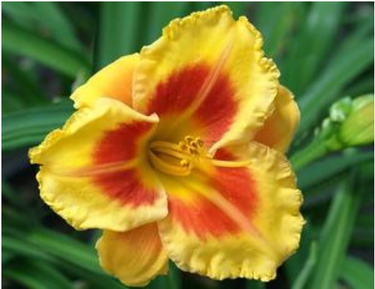 Kokomo Daylily Island Bonfire