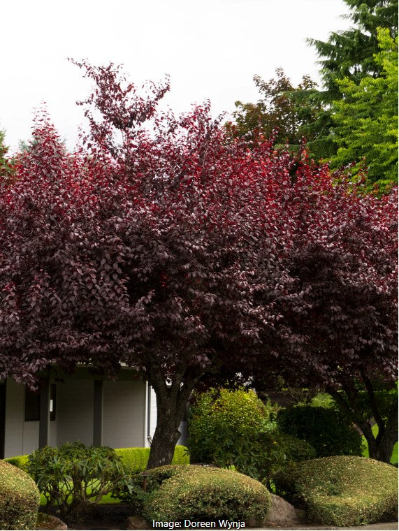 Krauter Vesuvius Purple Leaf Plum
