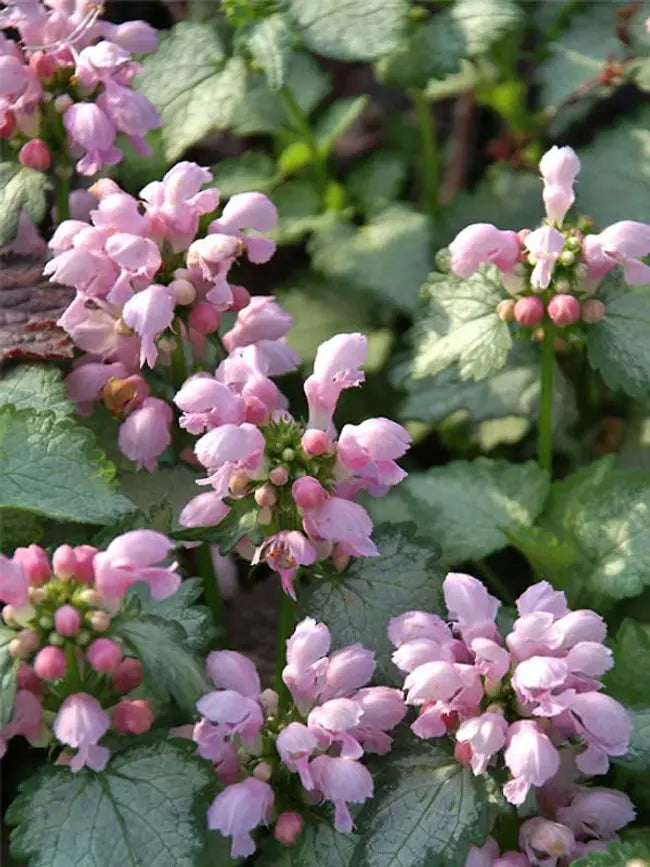 Lamium Pink Pewter Spotted Dead Nettle