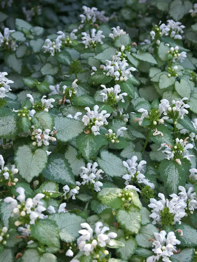 Lamium'White Nancy'