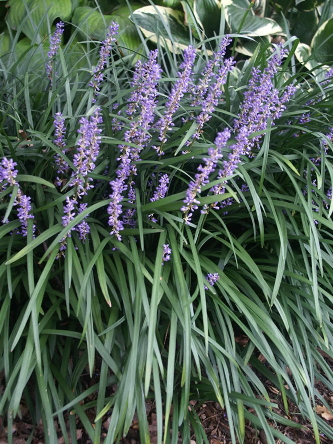 Liriope Big Blue