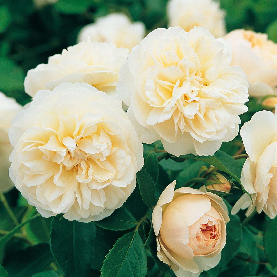 LICHFIELD ANGEL ENGLISH ROSE