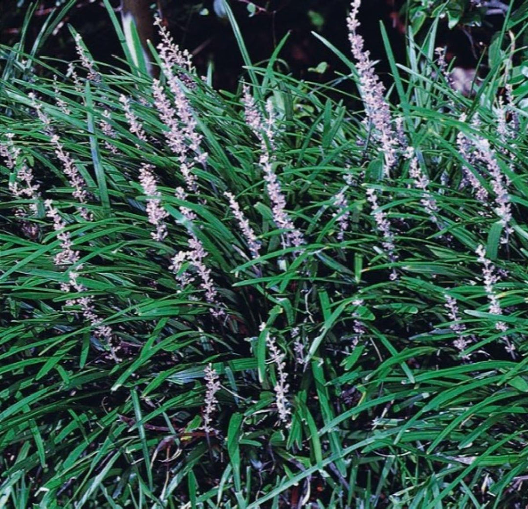 BIG BLUE LILYTURF