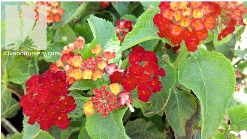 Lantana 'Dallas Red'