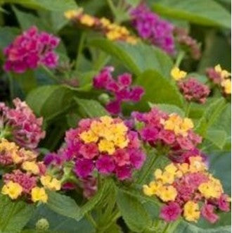 Lantana Irene plntr