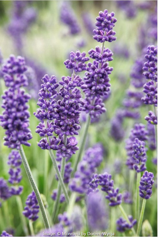 Aromatico™ Blue Imp. Lavender