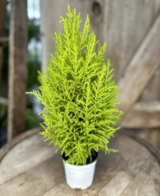 Lemon Cypress Std