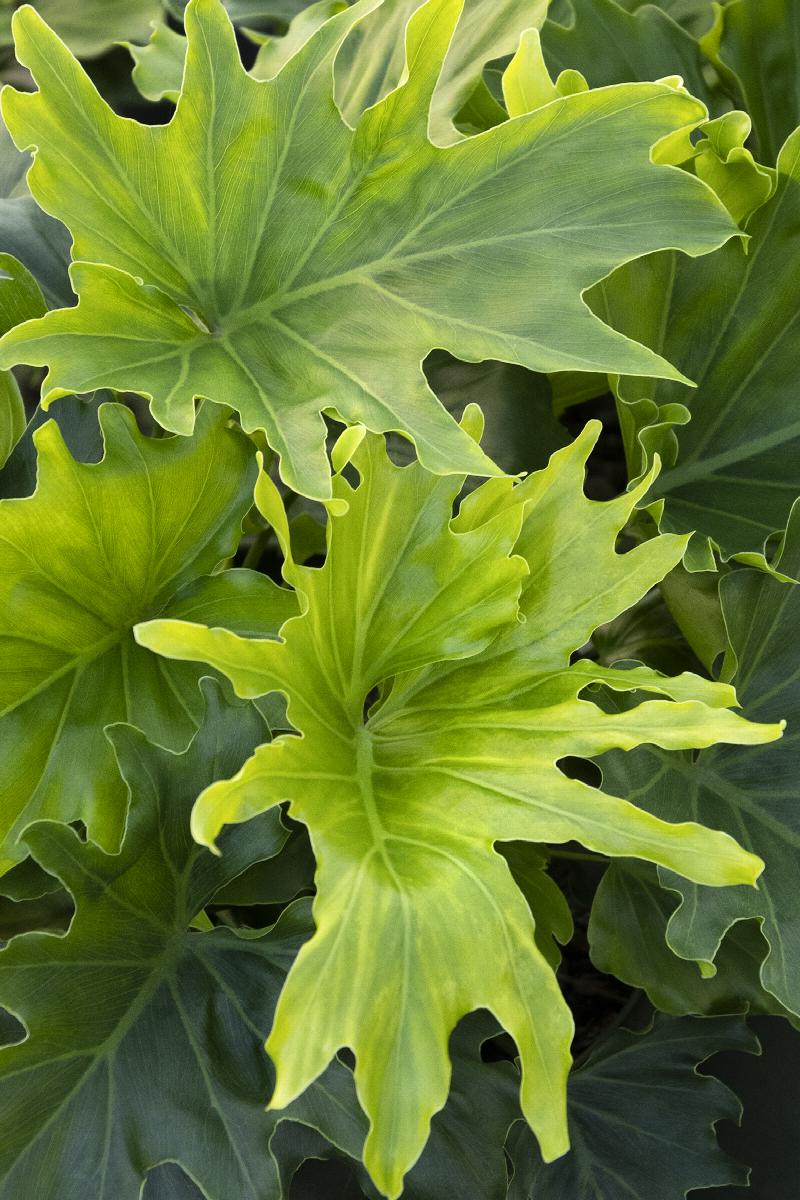 philodendron selloum lickety split Lickity Split Philodendron
