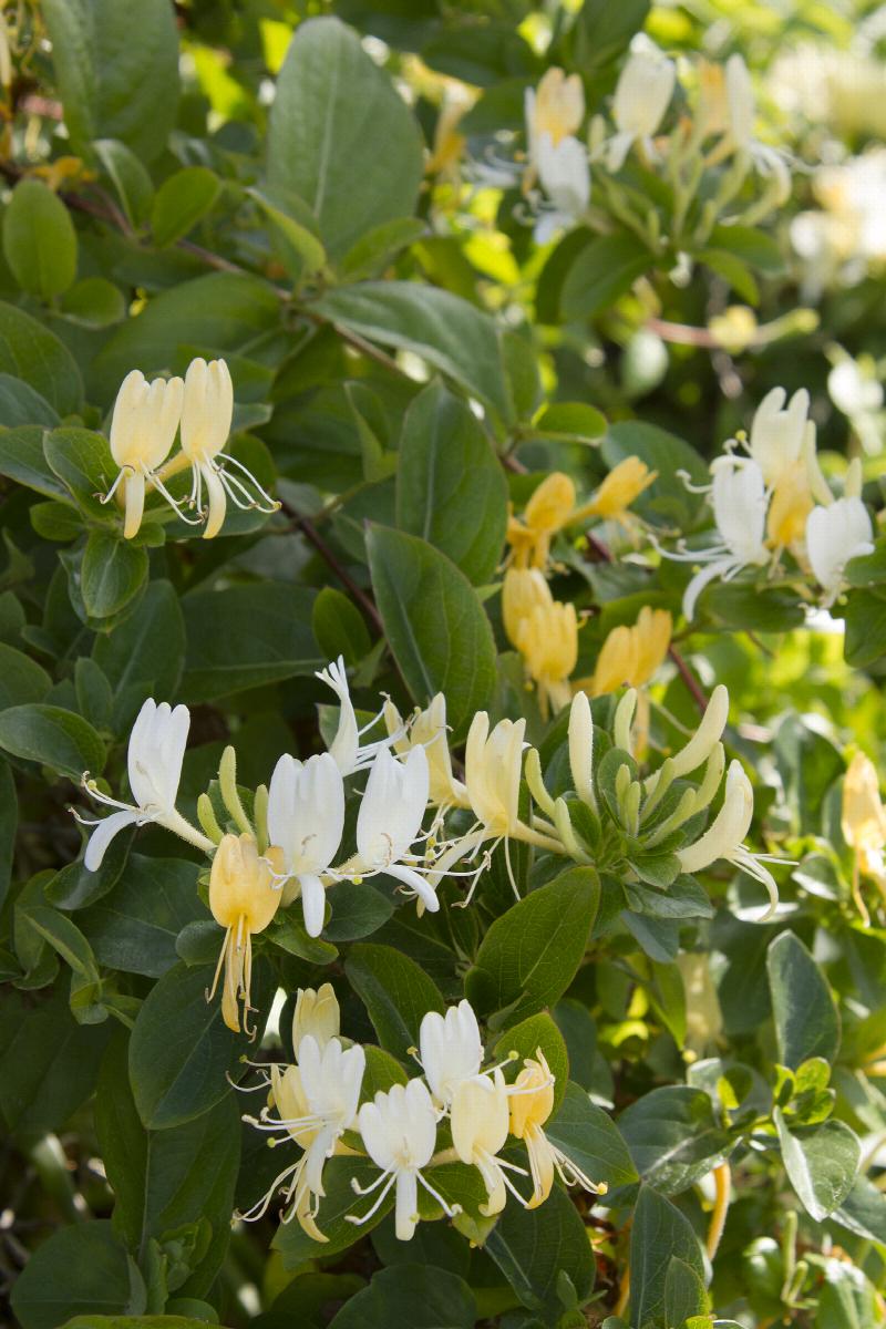 Hall's Japanese Honeysuckle