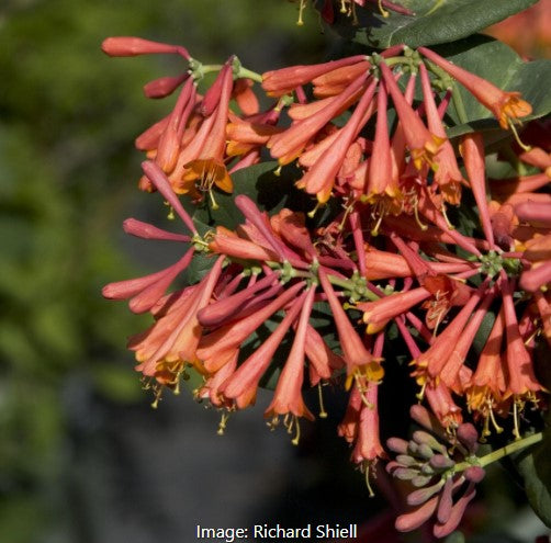 Dropmore Scarlet Trumpet Honeysuckle