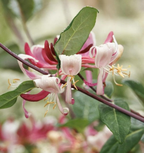 Peaches and Cream Honeysuckle