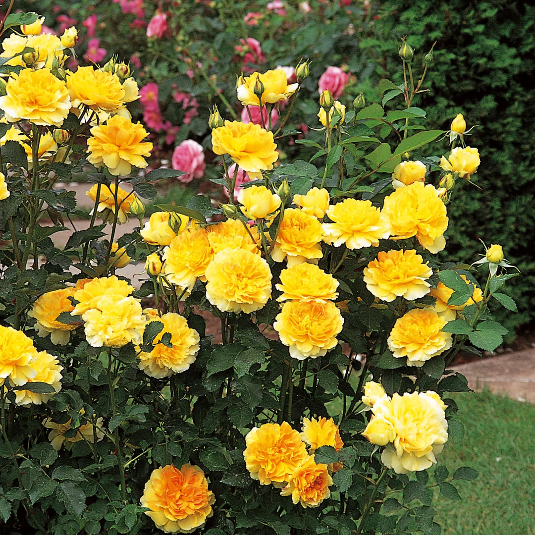 MOLINEUX ENGLISH ROSE