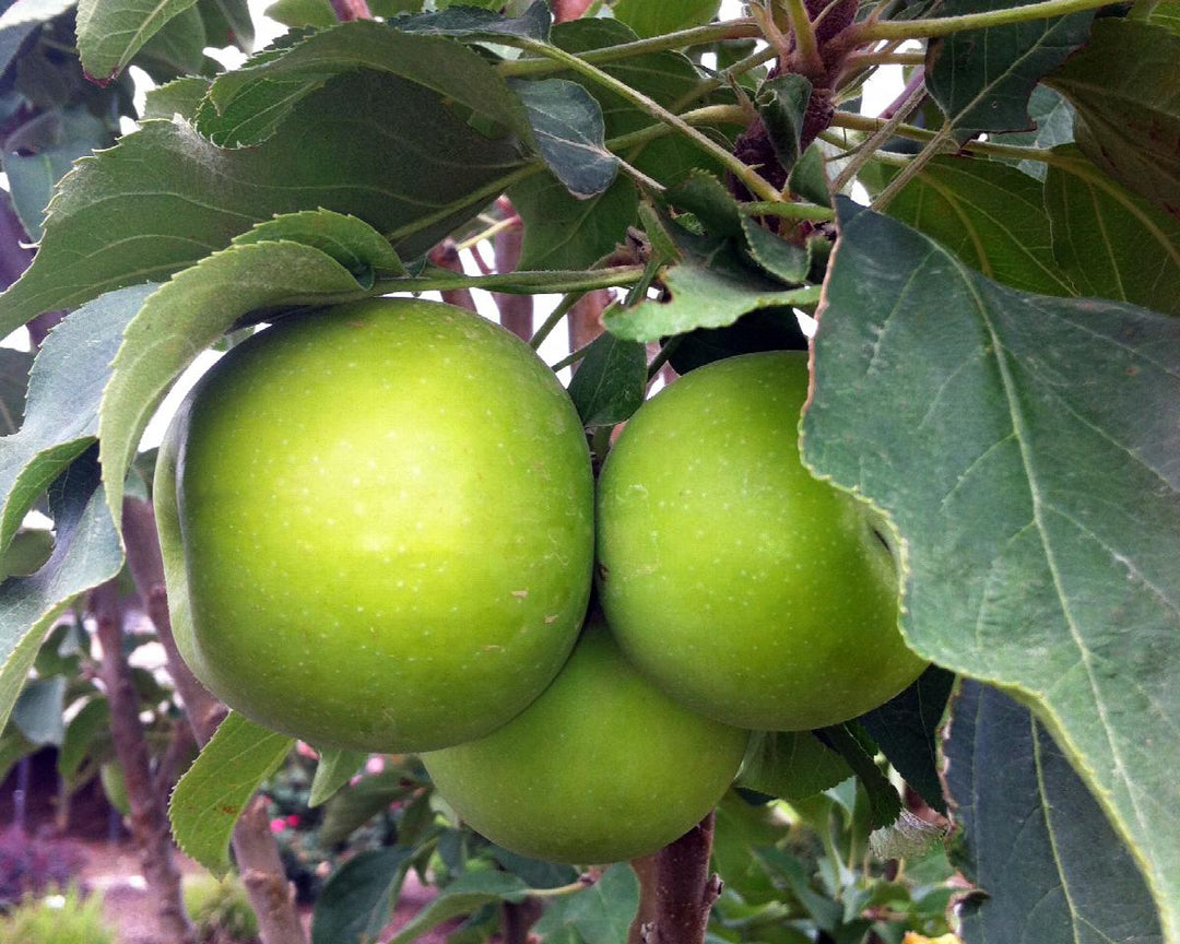 Urban Apples® Tangy Green™ Columnar Apple