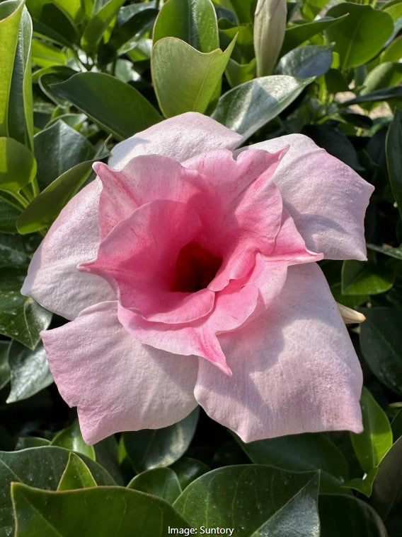 Sun Parasol® Original XP Double Pink Blush Mandevilla