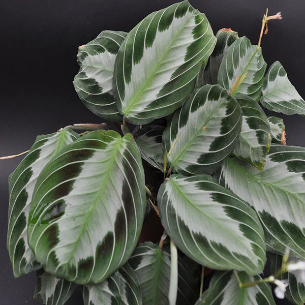 Maranta Silver