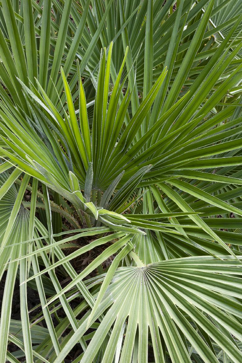 Mediterranean Fan Palm