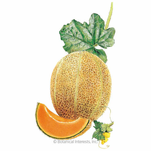 Melon Cantaloupe Hale's Best Jumbo Seeds ORG