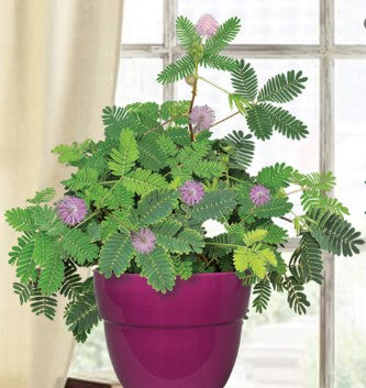 Sensitive Plant (Mimosa pudica)