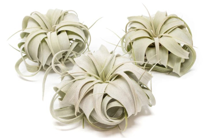 Mini Tillandsia Xerographica